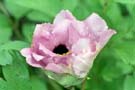 Rosa lotus; pink lotus
